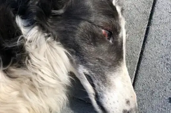 Пропала собака в районе Порт-Артур, Омск