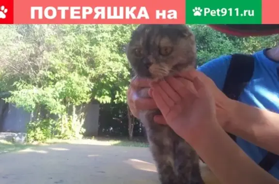 Найден вислоухий серый котенок (Пионерский, Екатеринбург)