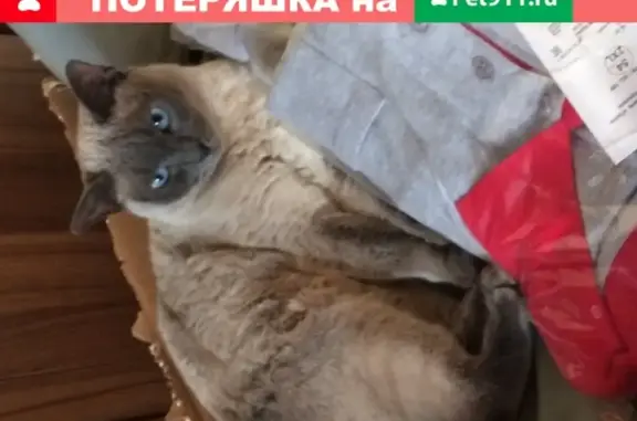 Пропала кошка на улице Макарова, Калязин