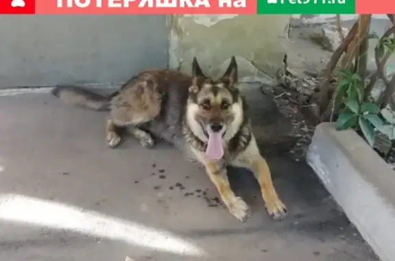 Найдена агрессивная собака возле детского сада на Дорожной