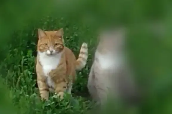 Кошки потеряшки, Киров, фото: Потеряшка рыжая кошка в Кирове #Потеряшкакиров