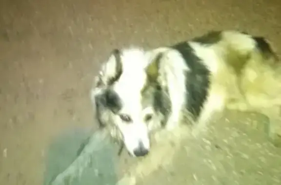 Собака сбита на улице Фабричной в Ганино, нужна помощь!
