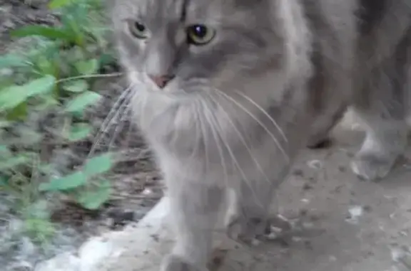 Найдена кошка на ул. Сормовской 30 в Кирове