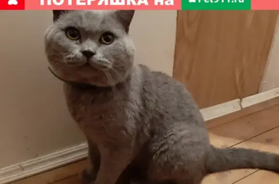 Найден серый кот похожий на британца в СНТ 