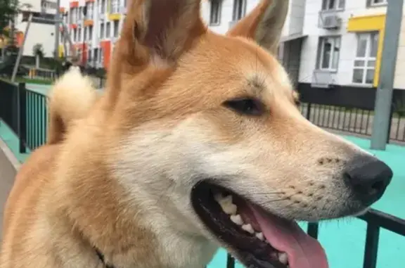 Найдена собака метис Акиту в Видном, ищет хозяев