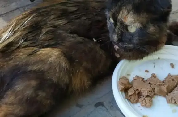Найдена беременная кошка в Краснодаре #помощьнужна