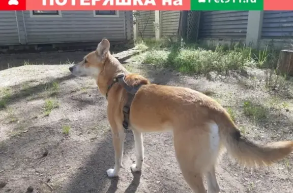 Пропала собака Рем в Комарово, Зеленогорск