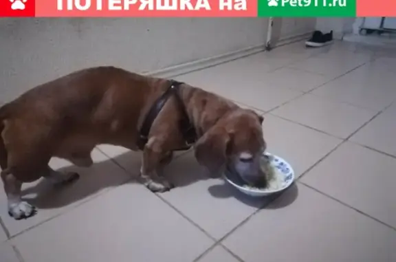 Найдена собака в Уктусе (Екатеринбург)
