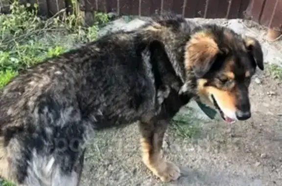 Найдена собака в Микрорайоне Стрижи, нужна помощь