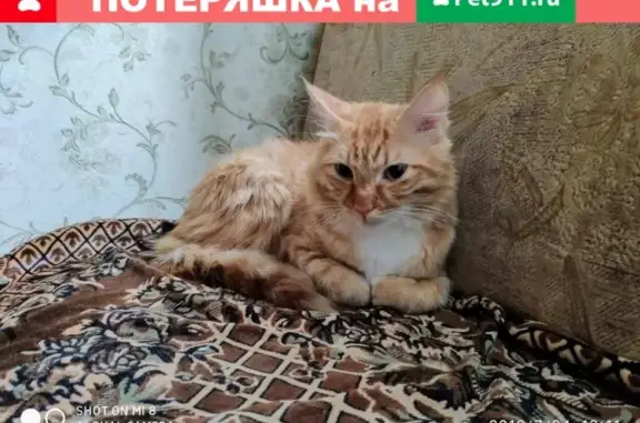 Найдена домашняя кошка на Гамарника, 13