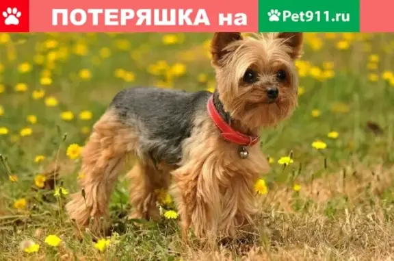 Пропала собака Буся на ул. Тимакова, Рязанская область