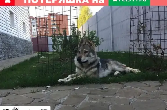 Пропала собака в Орехово-Зуево