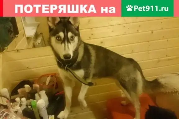 Пропала собака Нора в районе Козихи-хаски, Московская область