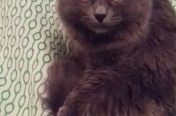 Кошки потеряшки, Москва, фото: Потеряшка кошка в Москве, 11 мес, серая с желтыми глазами.