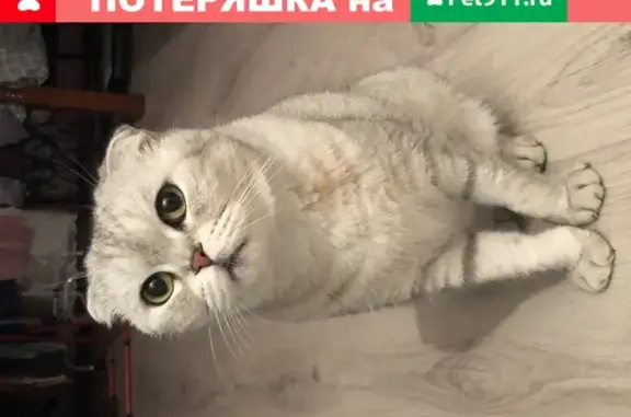 Найдена кошка в районе Ауры, ищем владельцев