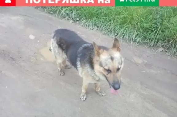 Собака найдена на ст. Кулицкая в Твери