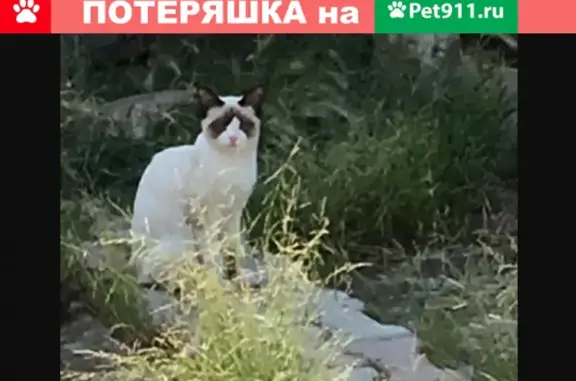 Пропала сиамская кошка в Якутске, ул. Гоголя, 62 кв 2