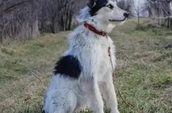 Пропала собака в районе Каспаровского моста, помогите найти!