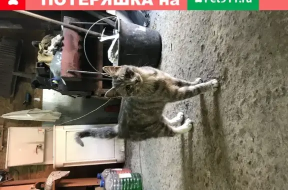 Найдена домашняя кошка возрастом около полугода в Санкт-Петербурге
