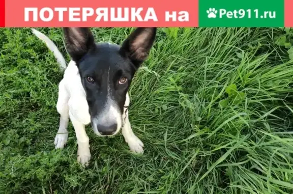 Найдена собака с ошейником в Новочебоксарске