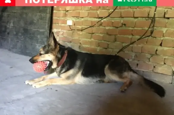 Пропала собака Альма на ул. Бакунина, Новочеркасск