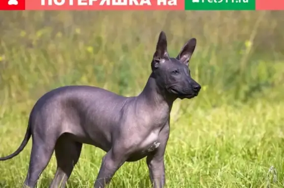 Собаки потеряшки, Москва, фото: Потеряшка лысая собака в районе Савеловского вокзала, Москва