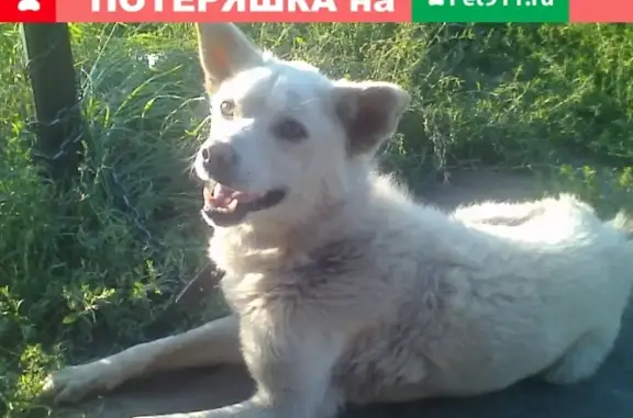 Пропал пёс Бим в Новосиликатном, Барнаул
