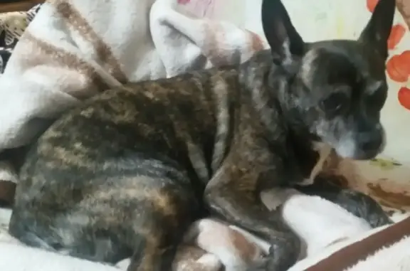 Найдена собака в Калининграде, женского пола