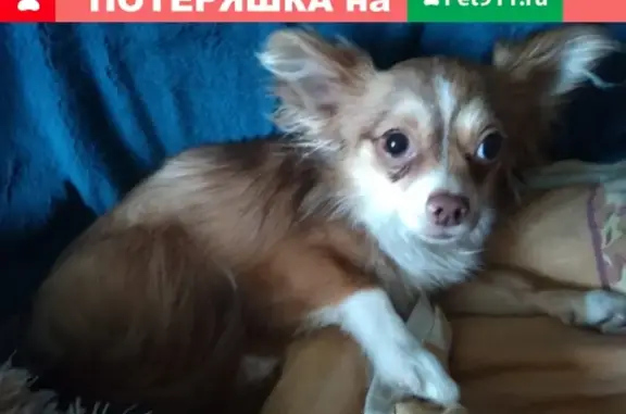 Собаки потеряшки, Москва, фото: Потеряшка собака БАНТИК, ул. Дикого, Москва