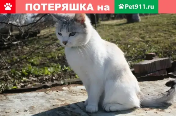 Пропала кошка на ул. Советская, Берсеневка, вознаграждение.