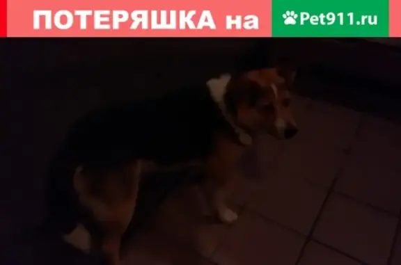 Найдена собака в Молжаниновском (Подрезково), ищет хозяина
