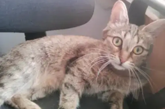 Пропала кошка в Чите, 3 года, стерилизована