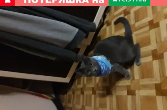 Пропала кошка Туча на Минской улице в Иваново