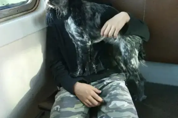 Собаки потеряшки, Кострома, фото: Потеряшка собака Трикси в Малышково, Кострома