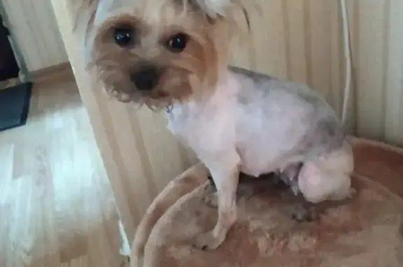 Собаки потеряшки, Ульяновск, фото: Потеряшка собака Хлоя в Ульяновске