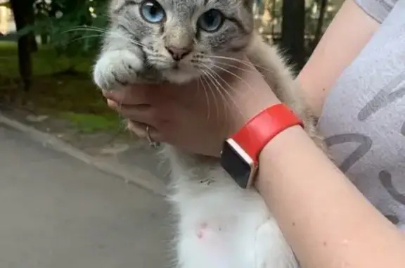 Найдена кошка на Белградской улице в Санкт-Петербурге