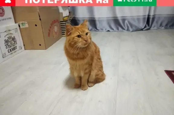 Найдена кошка в м-н Березовый, Иркутск