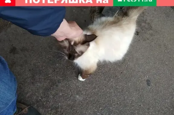 Найдена кошка в Сестрорецке на ул. Коммунаров