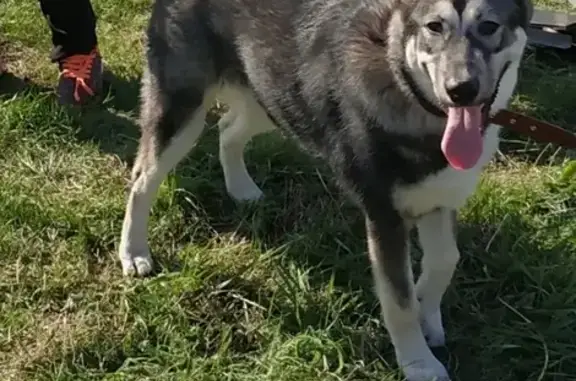 Собаки потеряшки, Нижний Новгород, фото: Потеряшка собака Альфа на ул. Г. Васильева, Н. Новгород