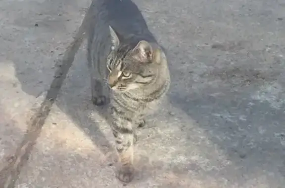 Пропал кот Вася в СНТ Буденовец, Вырицкое поселение