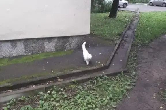Потерянная белая кошка на Ул. Адмирала Васюнина