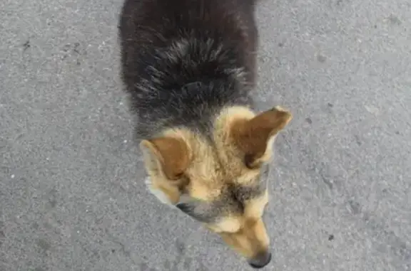 Пропала собака в СПб, Красносельский р-н, Солнечный город