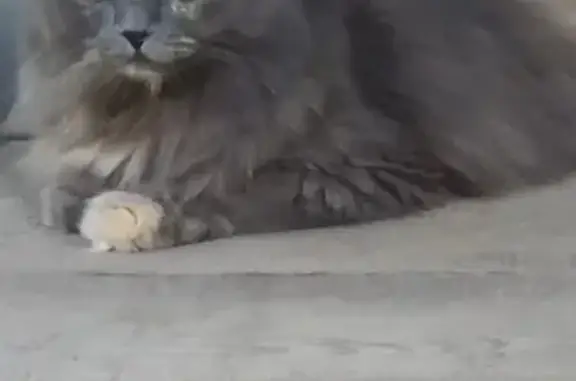 Кошки потеряшки, Тамбов, фото: Потеряшка кошка в Тамбове, СНТ Лесовод, рядом с Амакс-отелем