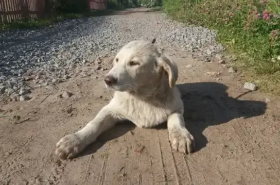 Найден щенок в лесу СНТ Сосенка, ищем нового хозяина. Архангельск