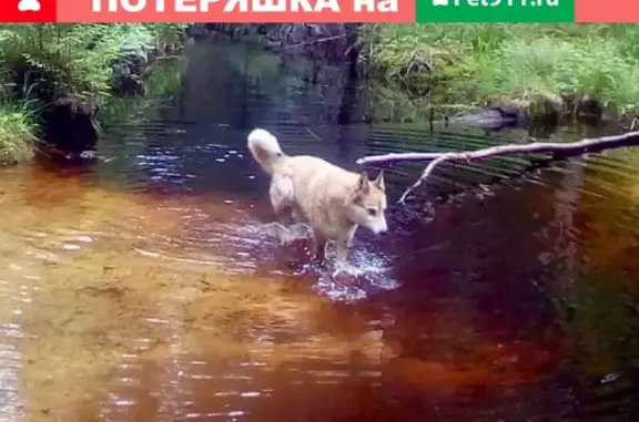 Пропала собака в районе Хрустальная-Новоалексеевское, кличка Рада.