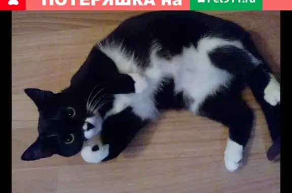 Пропала кошка на ул. Харьковской, 11, Омск
