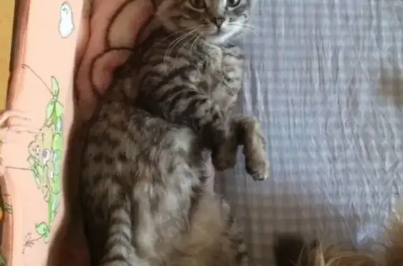 Потерянные животные Смоленск, фото: Пропал кот Барсик в Проезд маршала конева 29