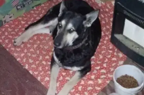 Собаки потеряшки, Москва, фото: Потеряшка собака на Московской, Наро-Фоминск: помогите найти!