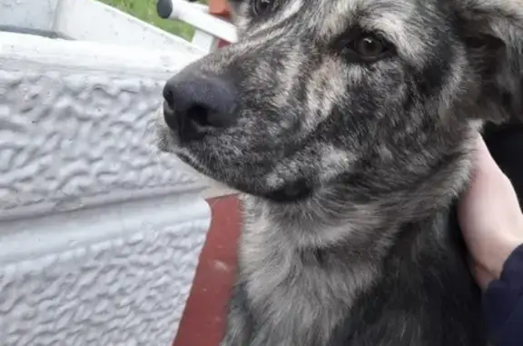 Найдена собака на Купчинской, ищут хозяев #зверюшки_потеряшки