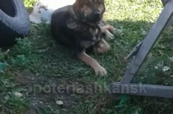 Пропала собака Маша в городе Обь
